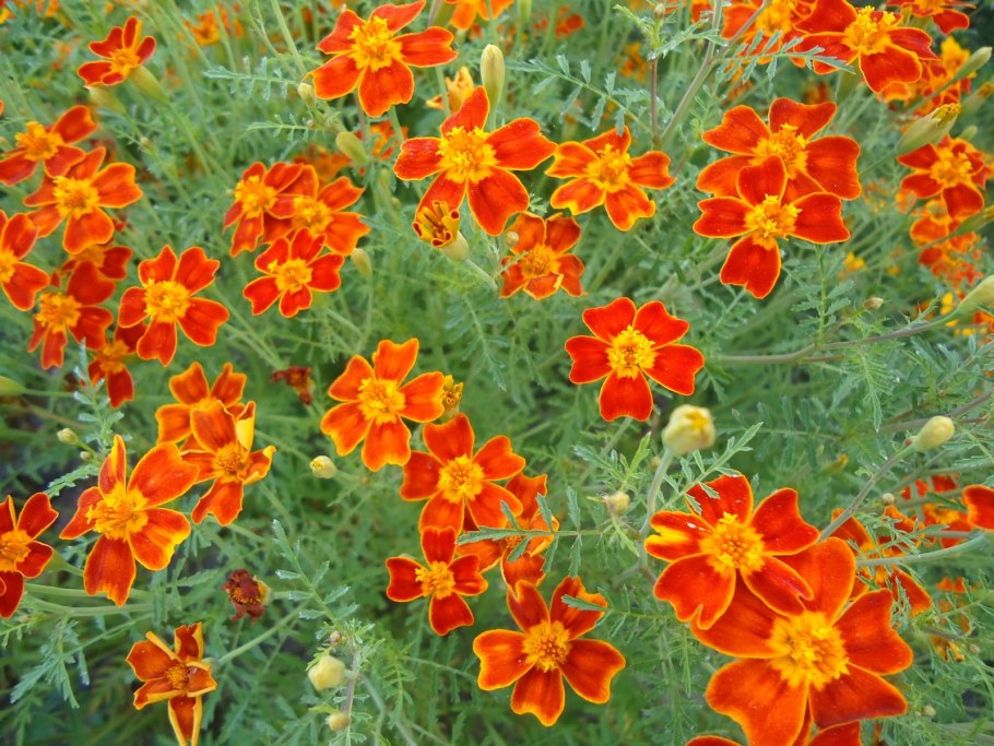 Тагетес мелкоцветный