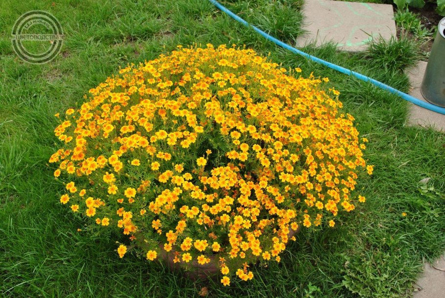 Бархатцы Мэриголд