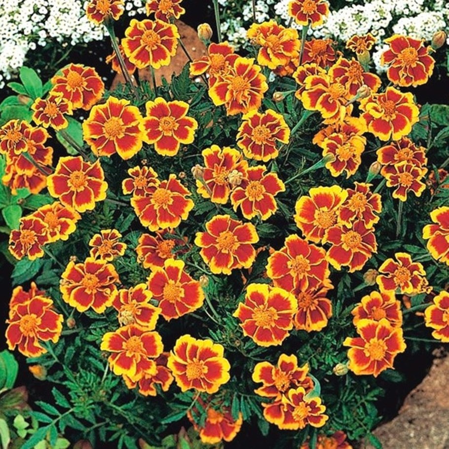 Бархатцы тонколистные красный САМОЦВЕТ