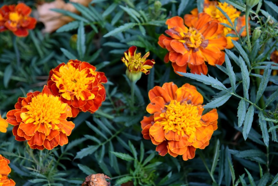 Бархатцы Карина оранжевая тонколистные