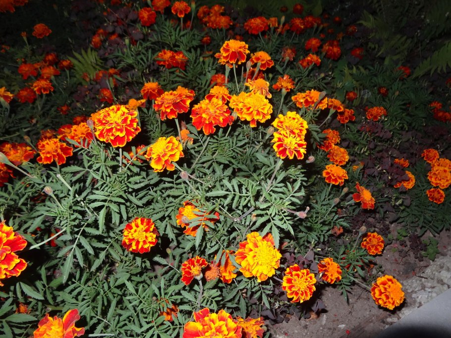 Бархатцы Tagetes patula