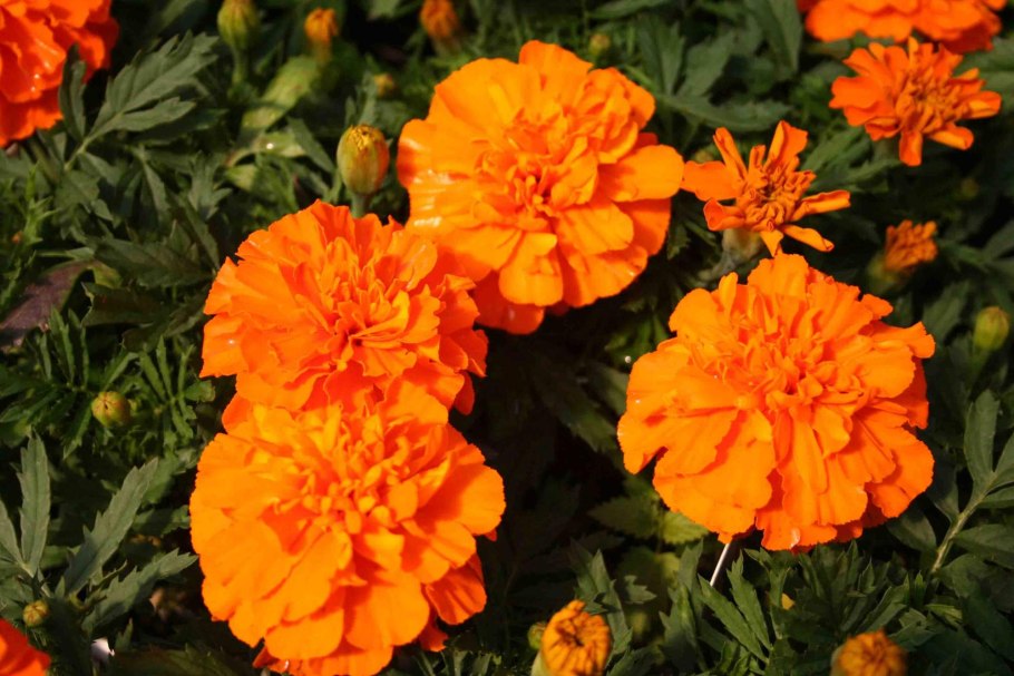 Бархатцы вдоль забора