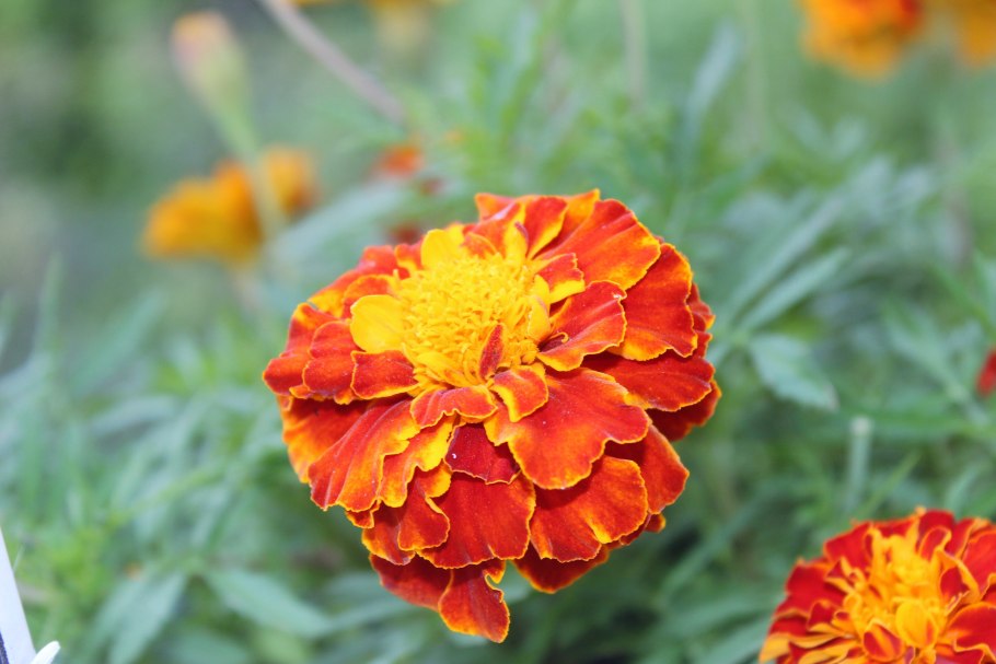 Бархатцы мелкоцветные Tagetes patula
