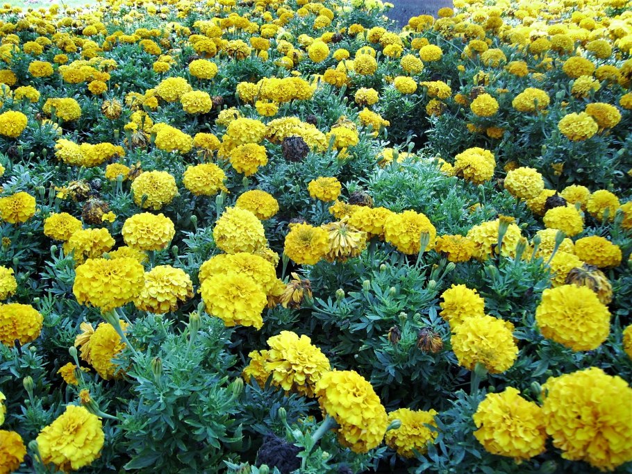 Бархатцы однолетние