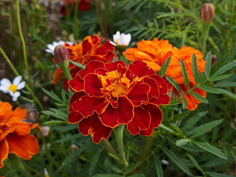 Семена бархатцев низкорослых