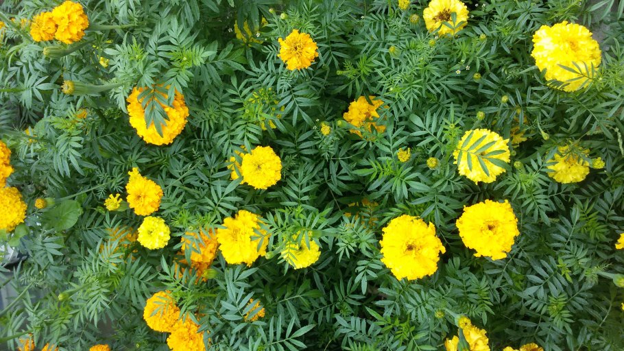 Тагетес мелкоцветковый