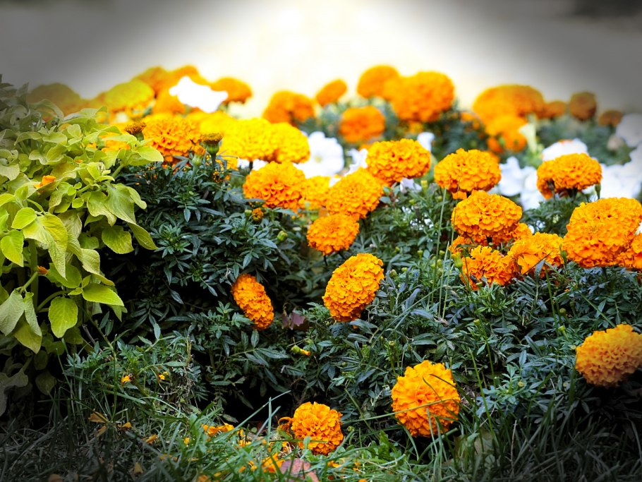 Бархатцы Фиеста Marigold Fiesta