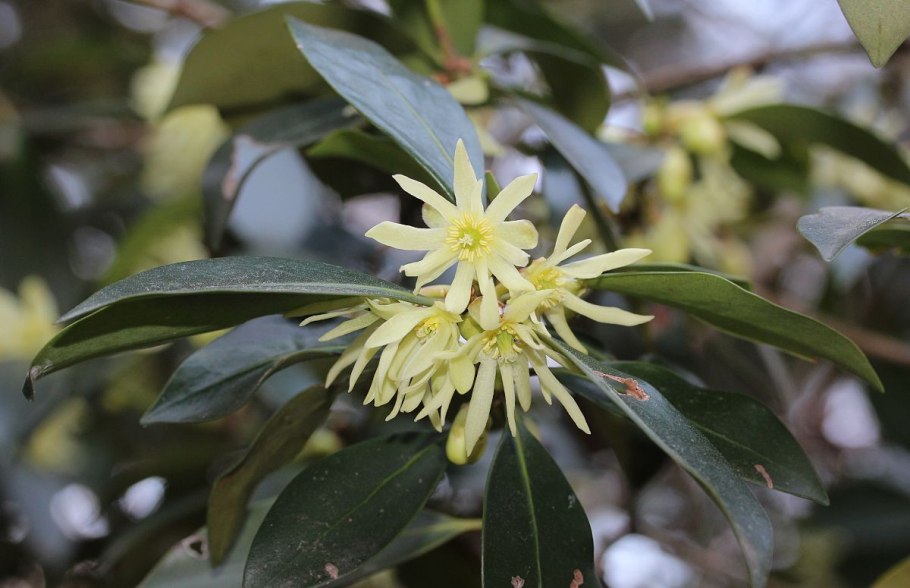 Иллициум, или бадьян (Illicium l.)