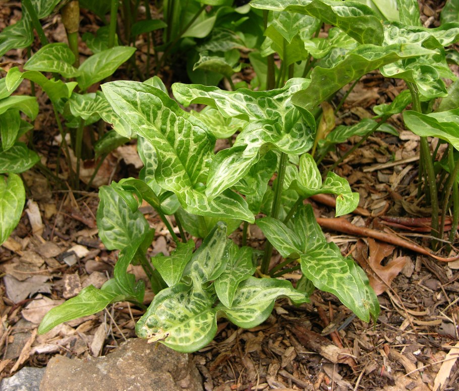 Лаконос цветок