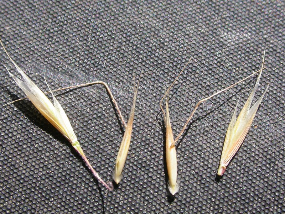 Вентената растение