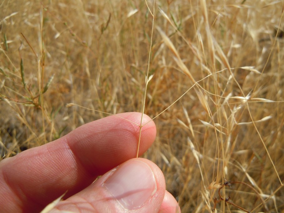 Вентената фото