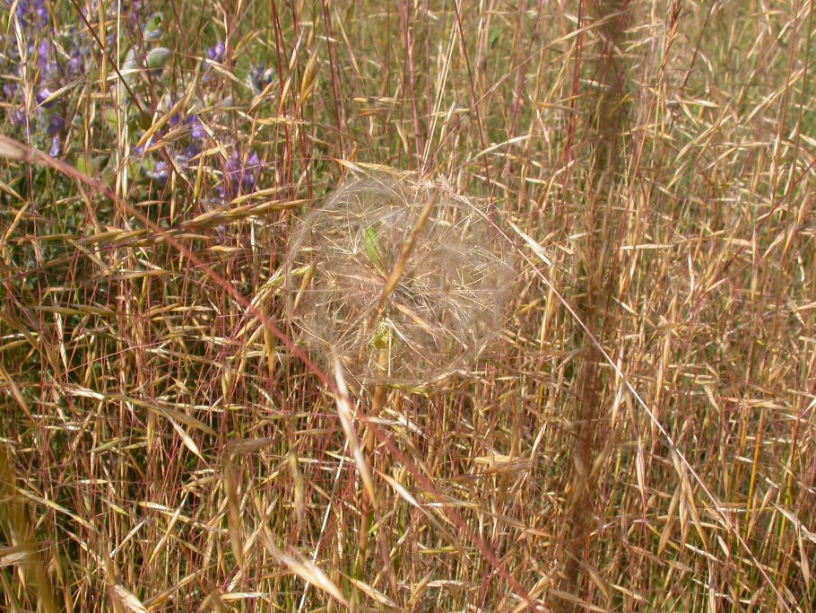 Раздел dubia текстология