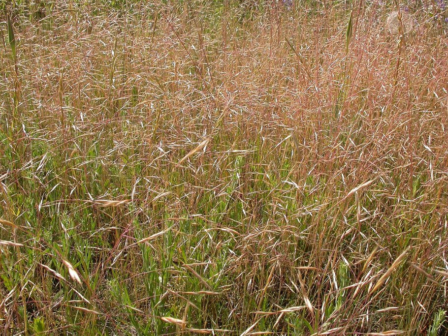 Вентената растение