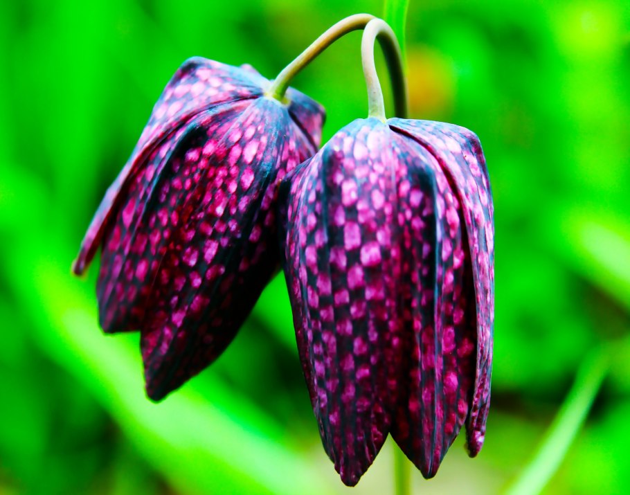 Рябчик кавказский Fritillaria Caucasica