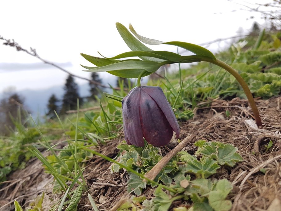 Рябчик широколистный