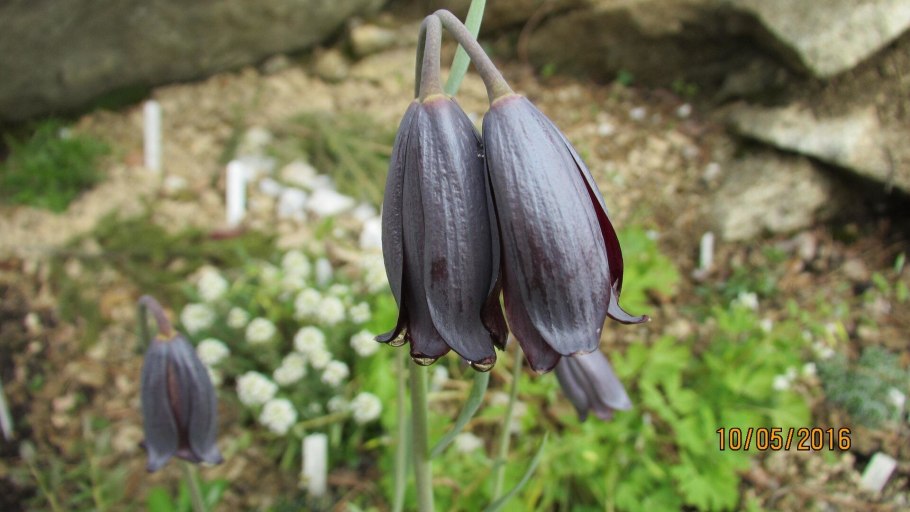 Рябчик Камчатский