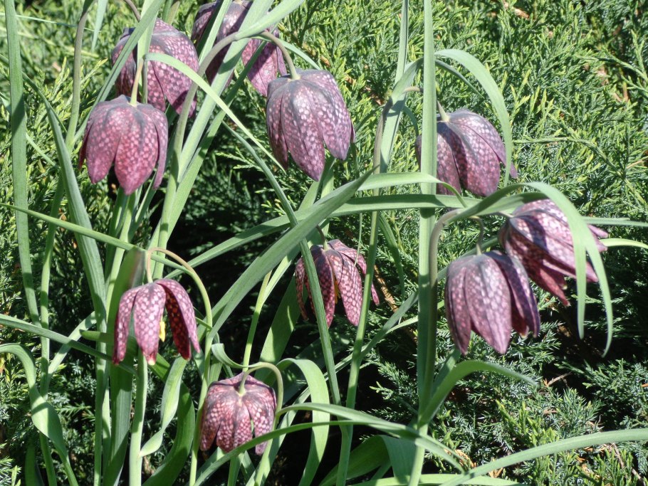 Рябчик бледноцветковый