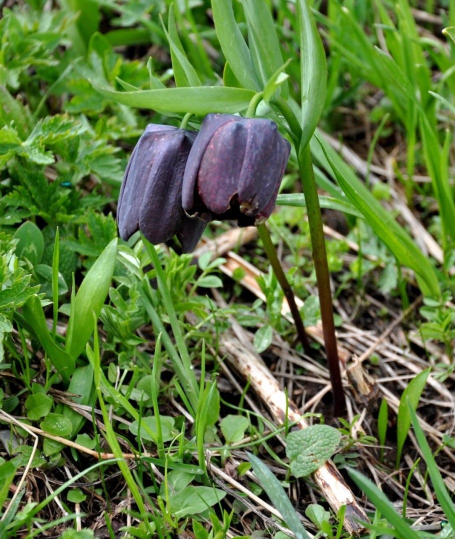 Рябчик широколистный