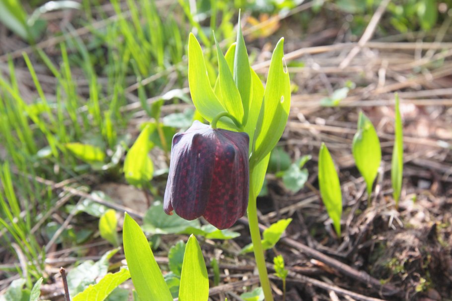 Рябчик кавказский Fritillaria Caucasica