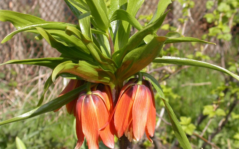 Рябчик Элвиса