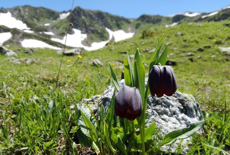 Черные тюльпаны Абхазия Альпийские Луга