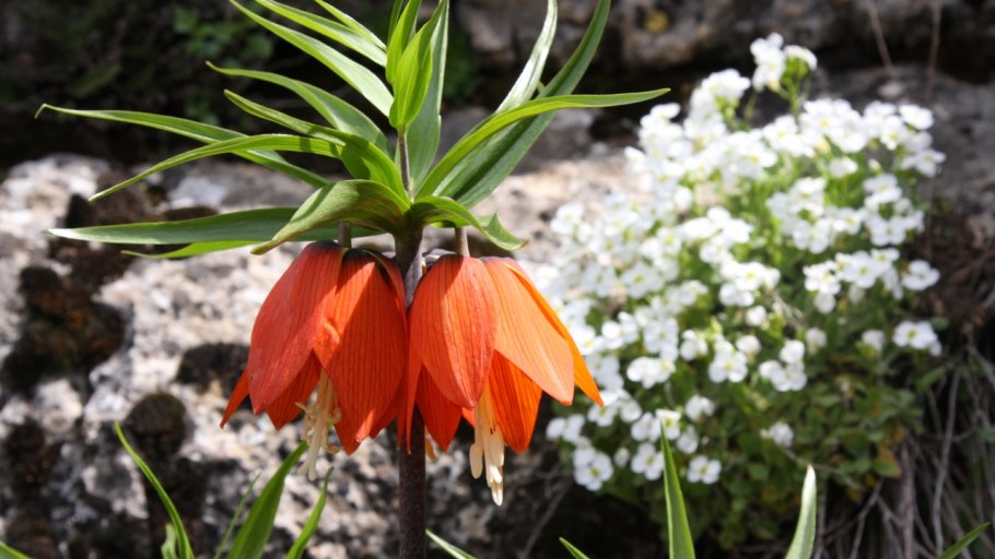 Рябчик Императорский Рубра