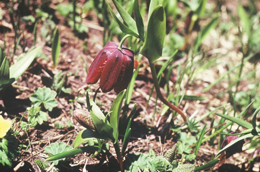 Рябчик в Баргузинском заповеднике