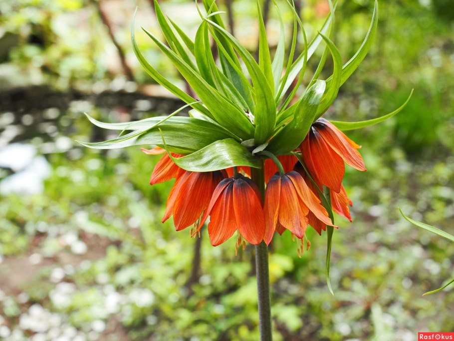 Рябчик русский