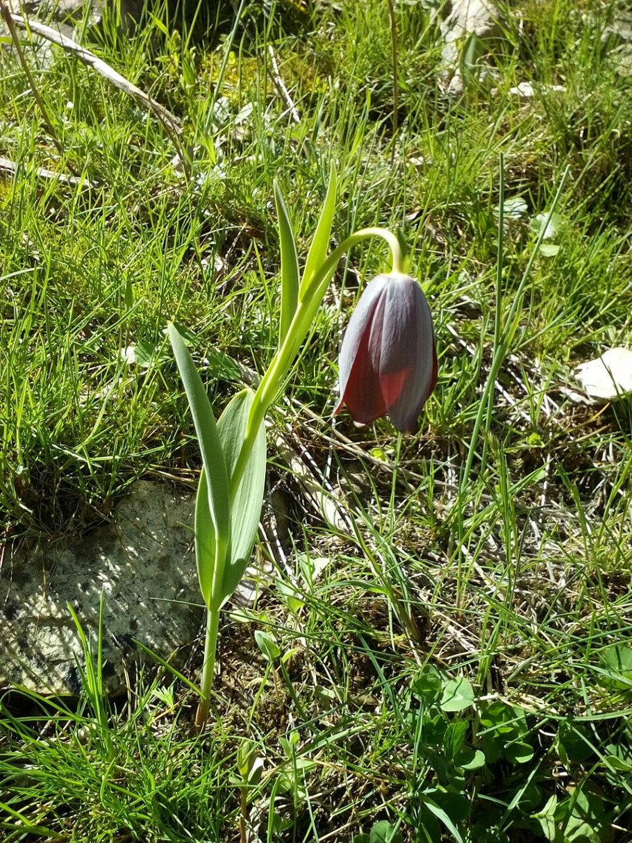 Рябчик кавказский Fritillaria Caucasica