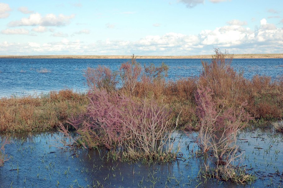 Тамарикс Ставропольского края