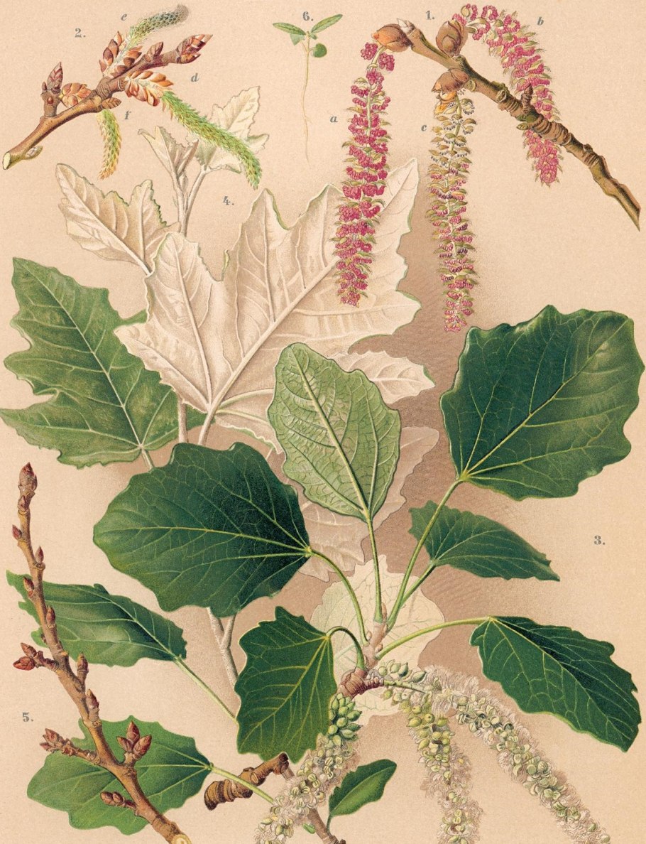 Водосбор цветок семейства лютиковых