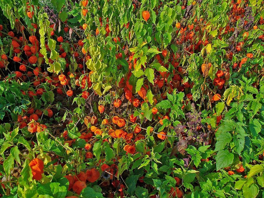 Крестовник сорняк