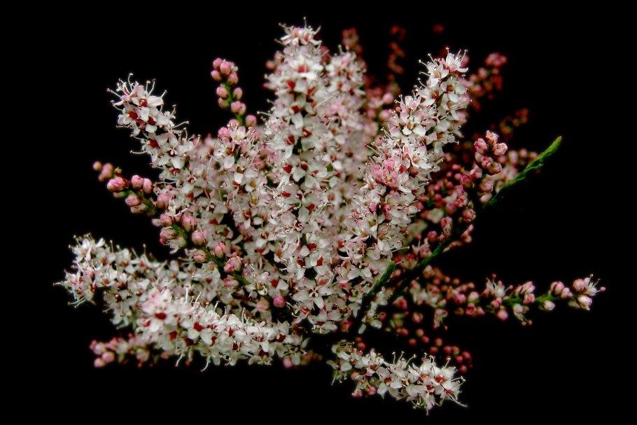 Род тамарикс