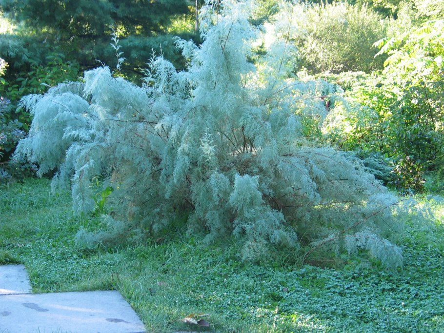 Тамарикс голубой