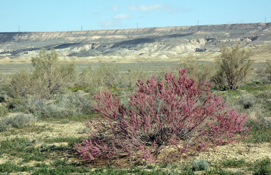 Порядок Tamaricales