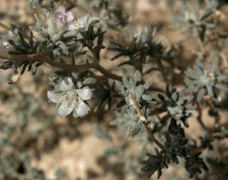 Лисохвост куст