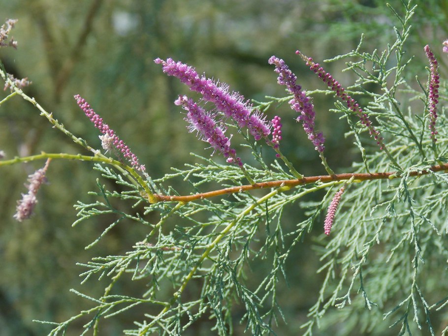 Тамариск дерево Израиль
