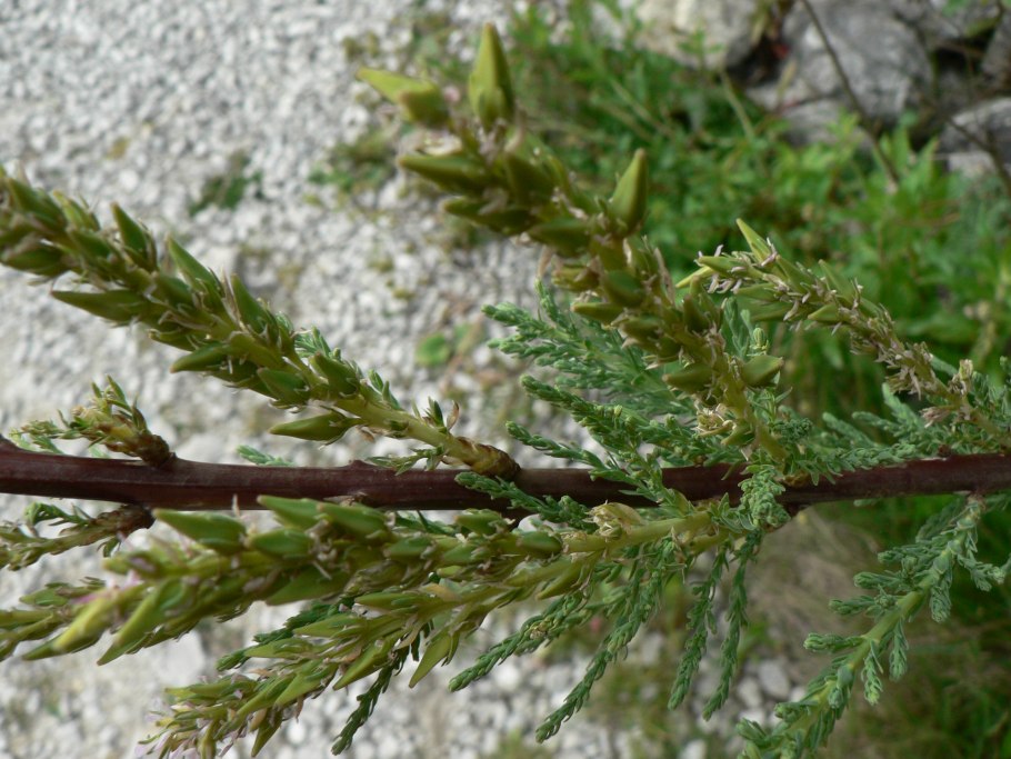 Реомюрия растение