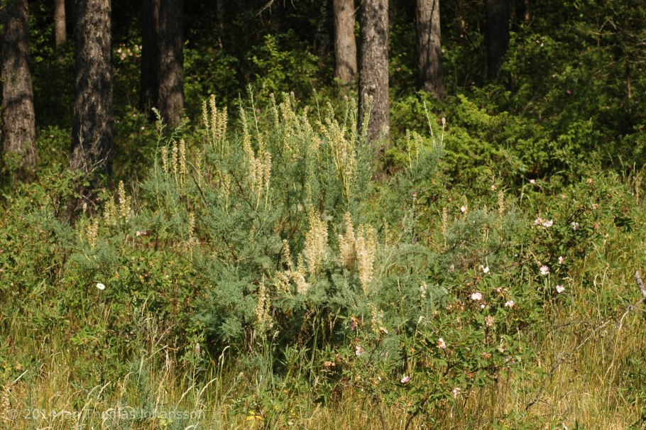 Горец свечевидный специоза