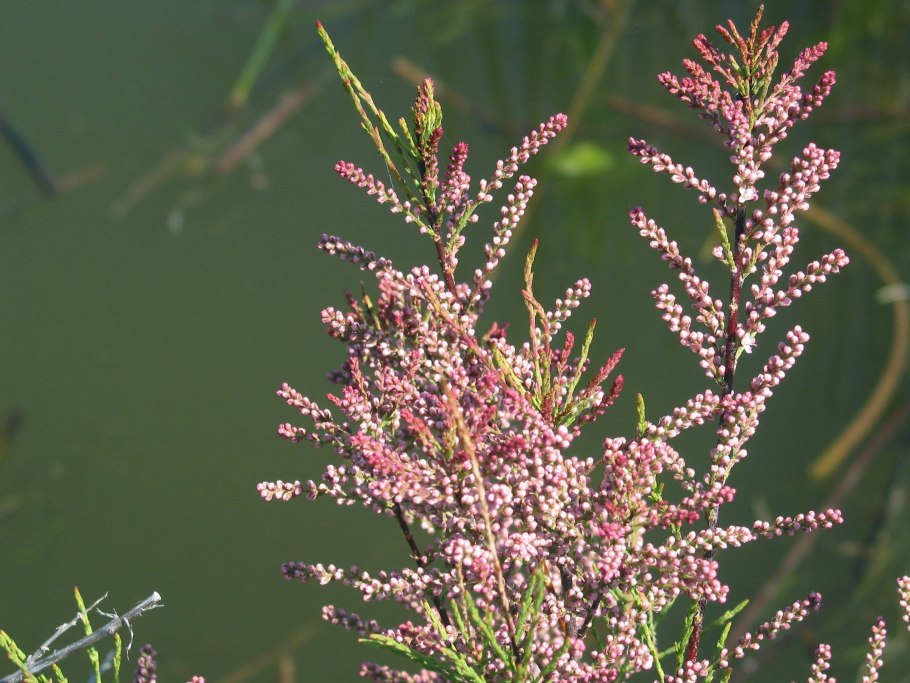 Гребенщик (тамарикс) ветвистый