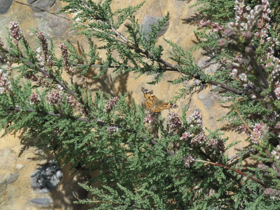 Мирикария и тамарикс различие