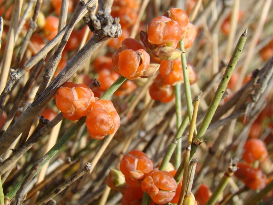 Эфедра Крылатая