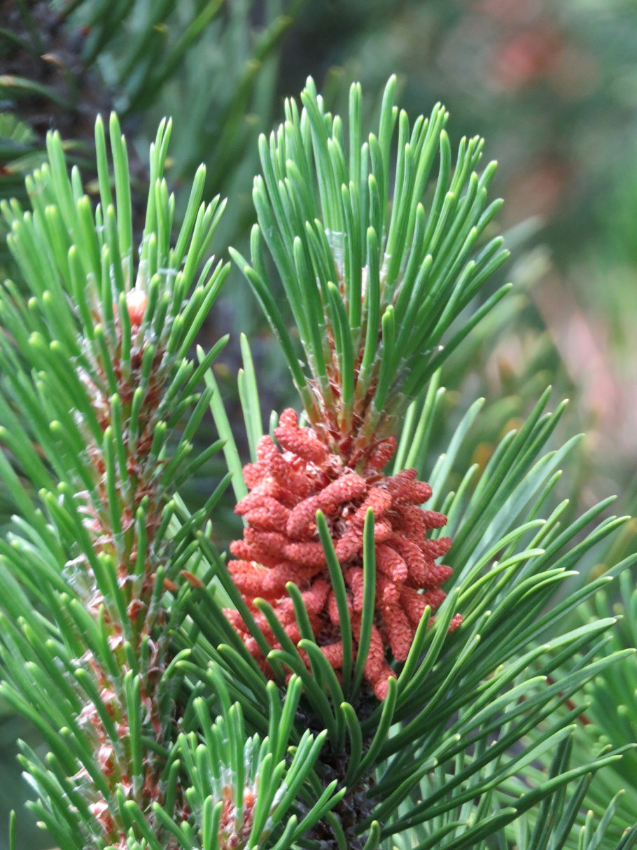 Эфедра хвощевая Ephedra equisetina