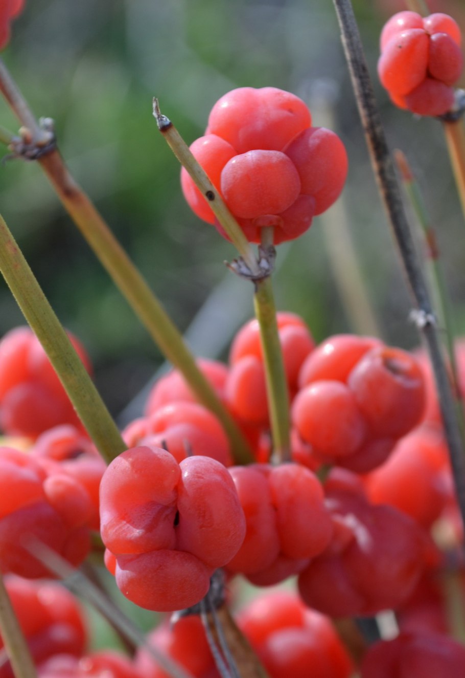 Эфедра хвойник двухколосковый