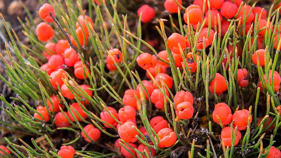 Эфедра растение горного Алтая