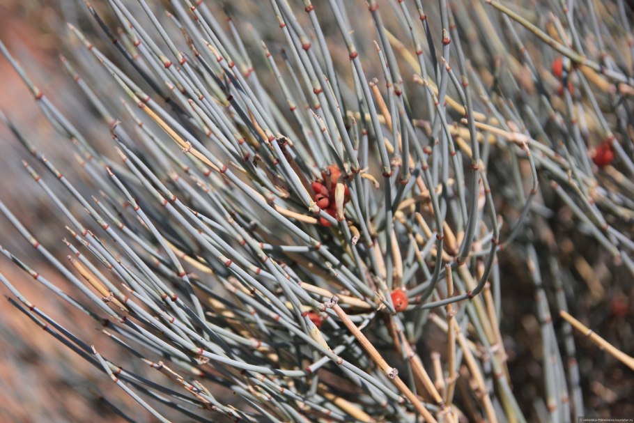 Эфедра односемянная