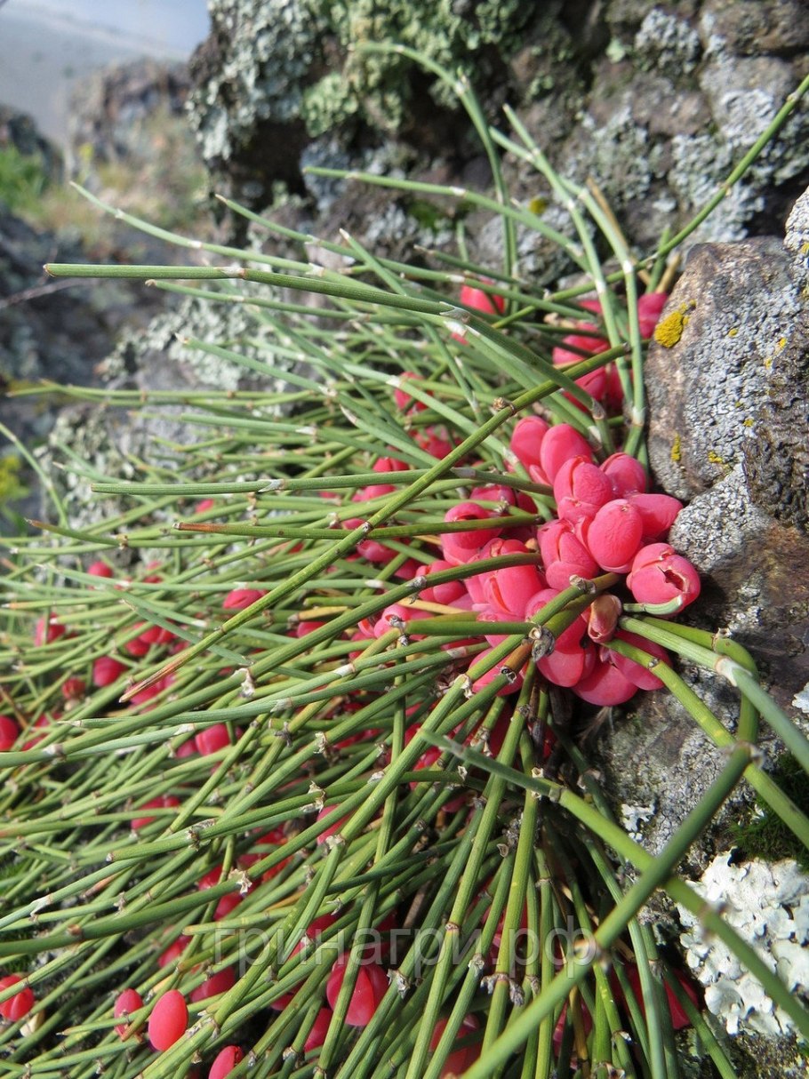 Хвойник окаймлённый