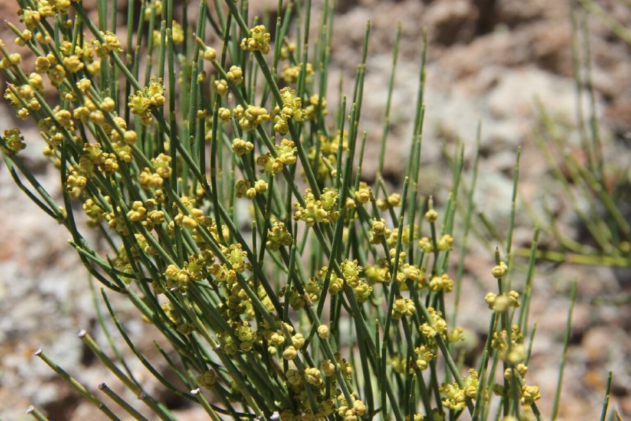 Эфедра Ephedra