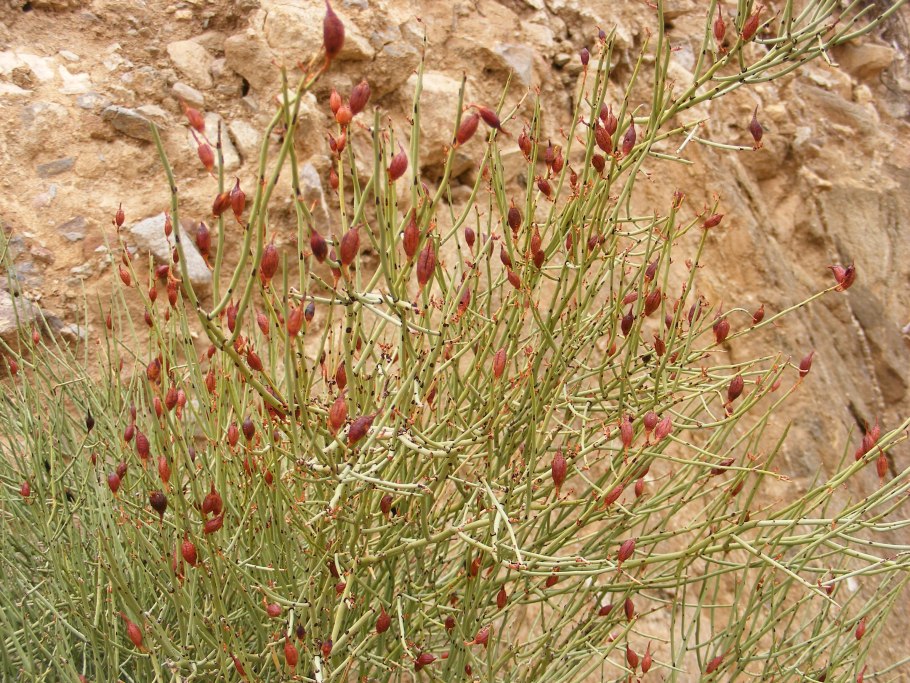 Эфедра хвощевая побеги