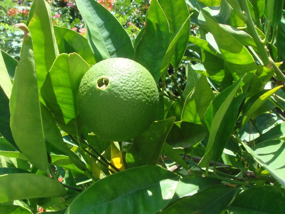 Померанец бергамот